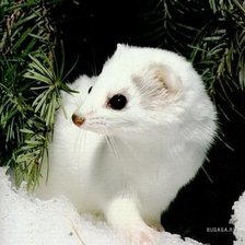 Схема вышивки «животные»