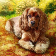 Схема вышивки «кокер»