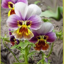 Схема вышивки «00123415»