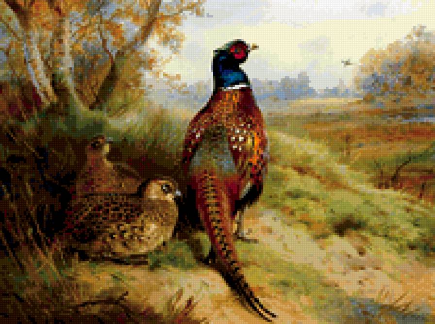 фазан - птицы - предпросмотр