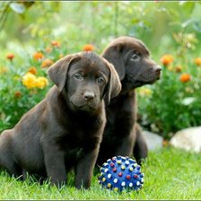 Схема вышивки «Милые щеночки))»