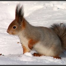 Схема вышивки «животные»
