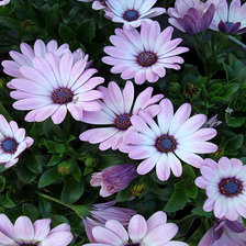 Схема вышивки «Цветы»