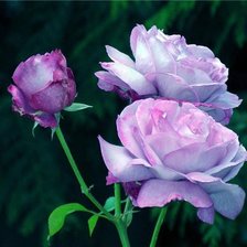 Схема вышивки «розы»