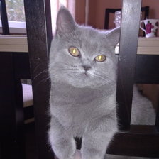 Схема вышивки «котя»