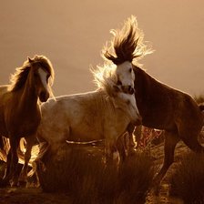 Схема вышивки «кони»