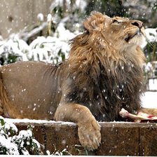 Схема вышивки «лев в снегу»