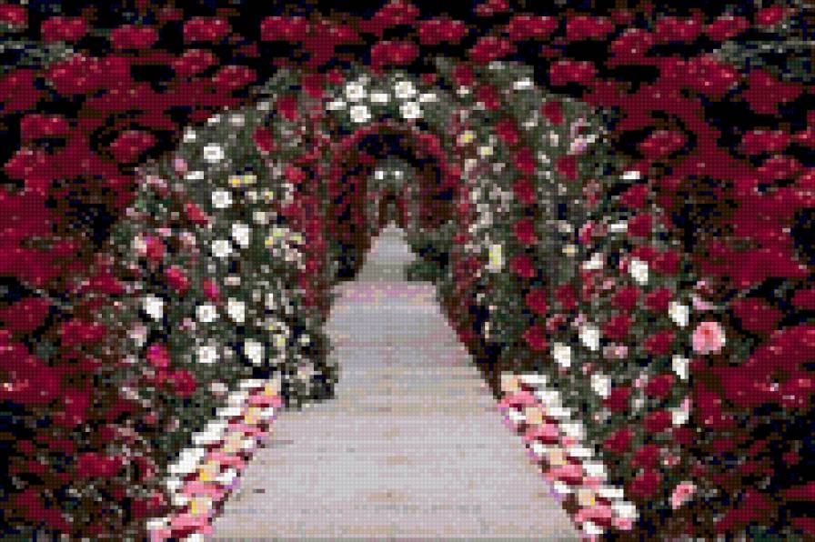 Аллея роз - аллея, розы, арка, цветы - предпросмотр