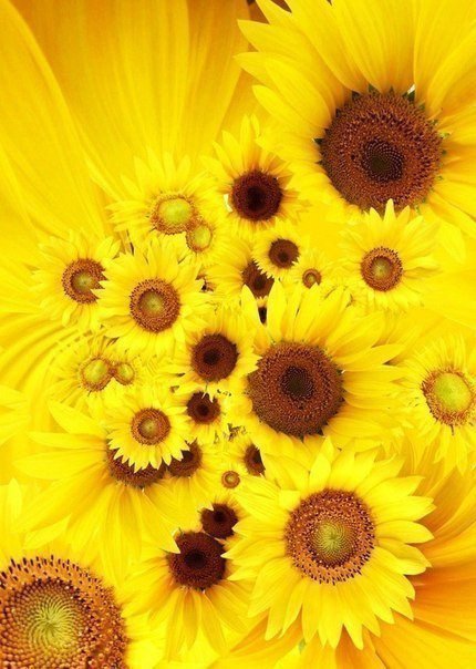 №317740 - цветы, желтый, картина, букет, подсолнухи - оригинал