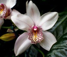 Схема вышивки «орхідея»