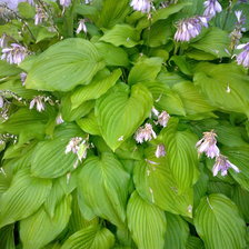 Схема вышивки «№317757»