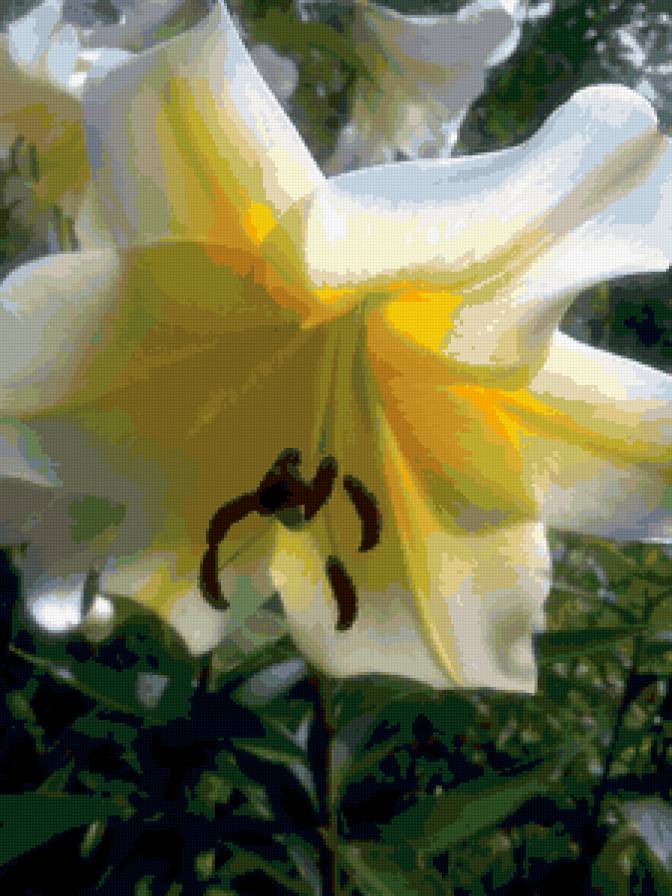 №317760 - картина, цветы, белый, лилии - предпросмотр