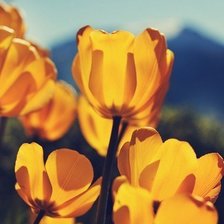 Схема вышивки «№317793»