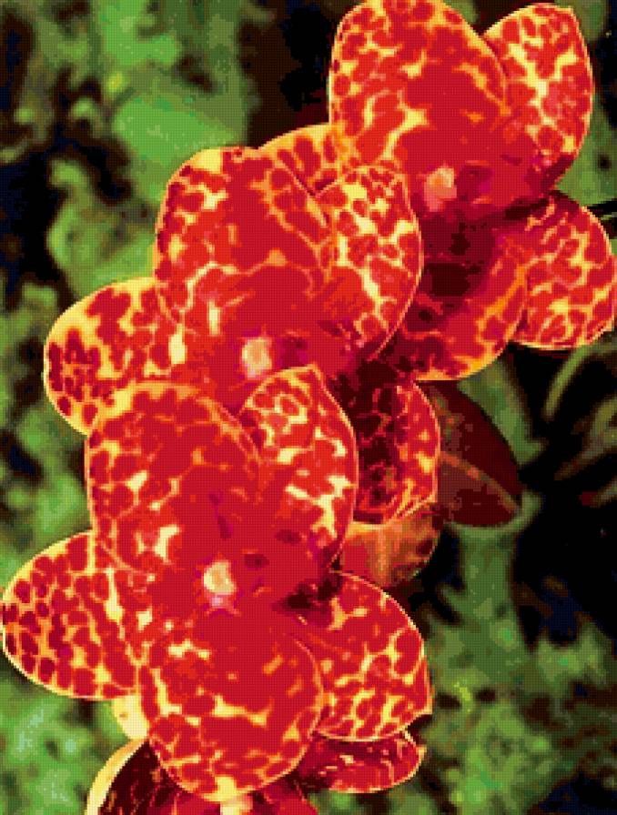 №317796 - картина, цветы, красный - предпросмотр