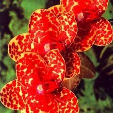 Схема вышивки «№317796»