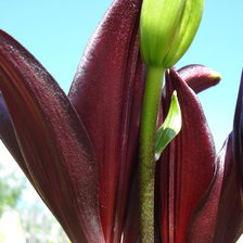 Схема вышивки «Лилии»