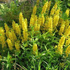 Схема вышивки «№317878»