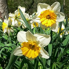 нарциссы