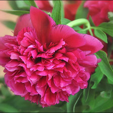 Схема вышивки «пионы»