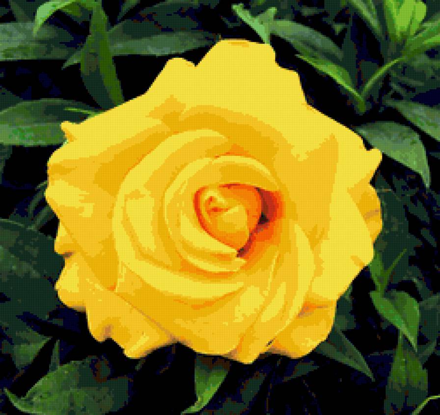 роза - розы, цветок, цветы, роза - предпросмотр