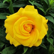 Схема вышивки «роза»