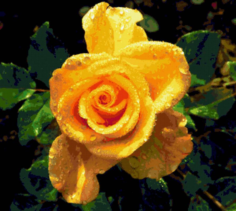 роза в росе - капли, розы, роса, цветы, роза, цветок - предпросмотр