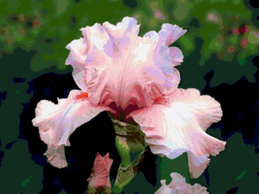 ирисы - цветы, ирисы, цветок - предпросмотр