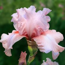 Схема вышивки «ирисы»