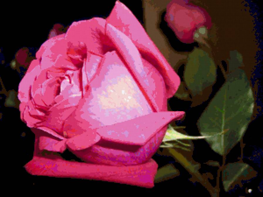 роза - розы, цветы, роза, цветок - предпросмотр