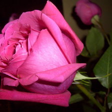 Схема вышивки «роза»