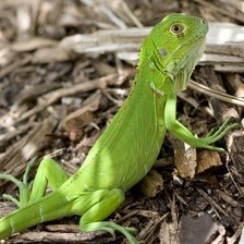 Схема вышивки «ребенок игуаны»