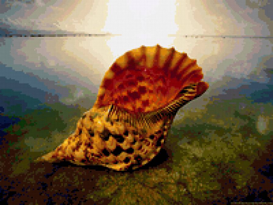 Морская раковина - природа - предпросмотр