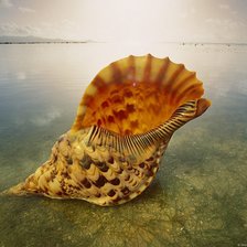 Схема вышивки «Морская раковина»