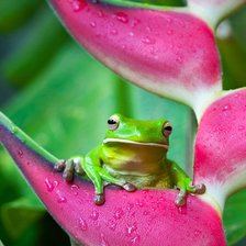 Схема вышивки «лягушка»