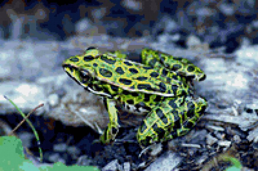 лягушка - животные, лягушки - предпросмотр