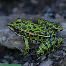 Схема вышивки «лягушка»