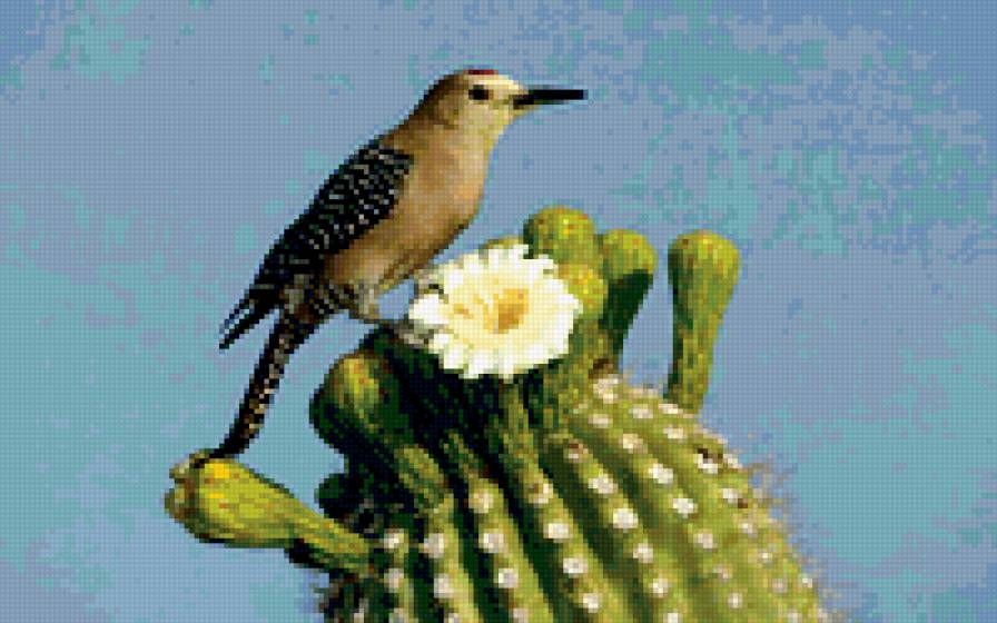 кактус, птица - кактус, цветы, птица - предпросмотр