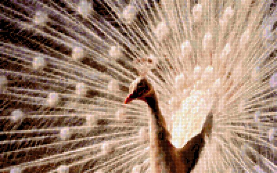 Белый павлин - птицы, животные - предпросмотр