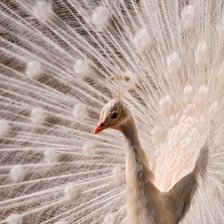 Схема вышивки «Белый павлин»