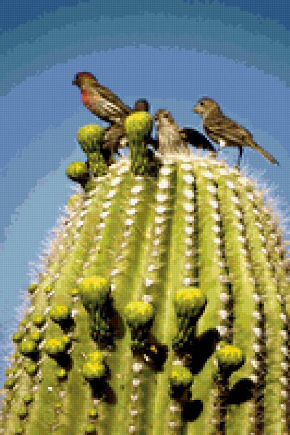 кактусы - кактус, птицы - предпросмотр