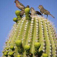 Схема вышивки «кактусы»