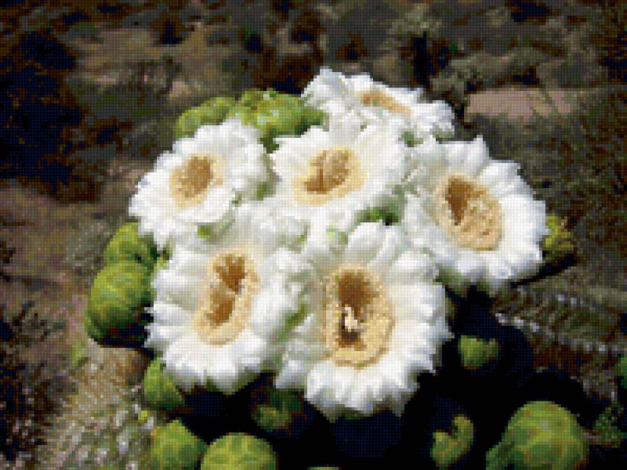 кактусы - кактус, цветы - предпросмотр