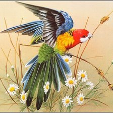 Схема вышивки «Какаду»