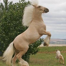 Схема вышивки «На свободе»
