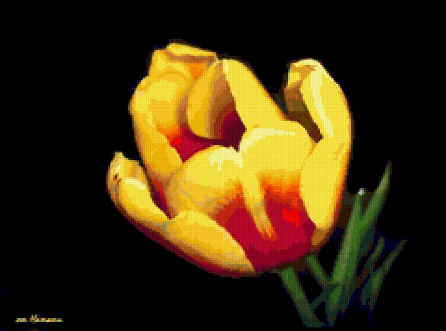 тюльпан - тюльпаны, цветок, цветы - предпросмотр