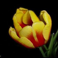 Схема вышивки «тюльпан»