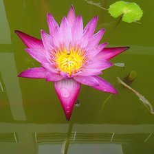 Схема вышивки «нимфея»