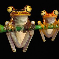 Схема вышивки «лягушки»