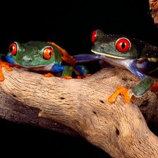 Схема вышивки «лягушки»