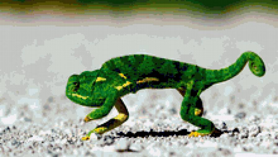 хамелеон - животные, ящерицы - предпросмотр